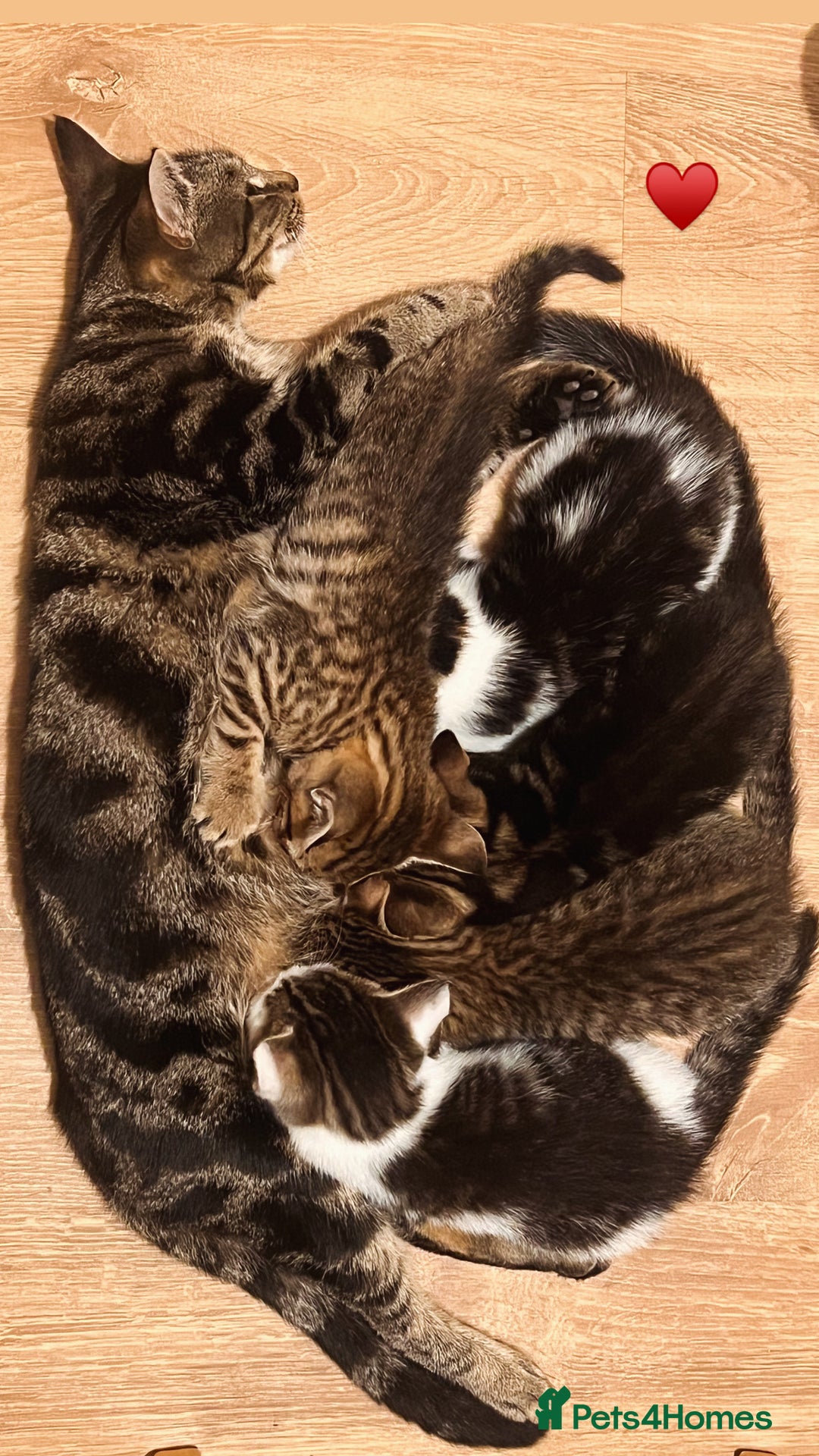 Toyger cats for sale: Adorable kitten  - Image 35