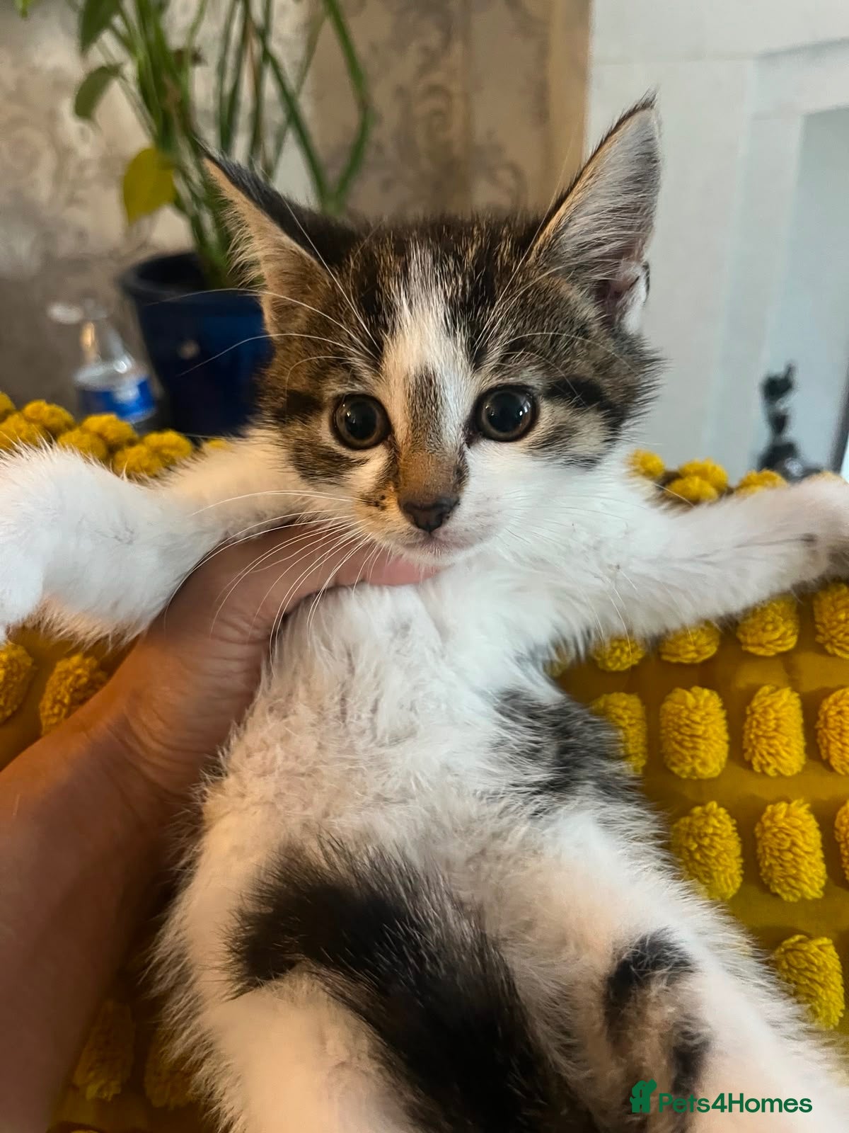 Mixed Breed cats 1 girl fluffy tabby - Advert 1