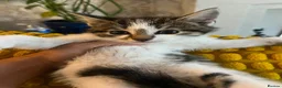 Mixed Breed cats for sale: 1 girl fluffy tabby - Advert 1