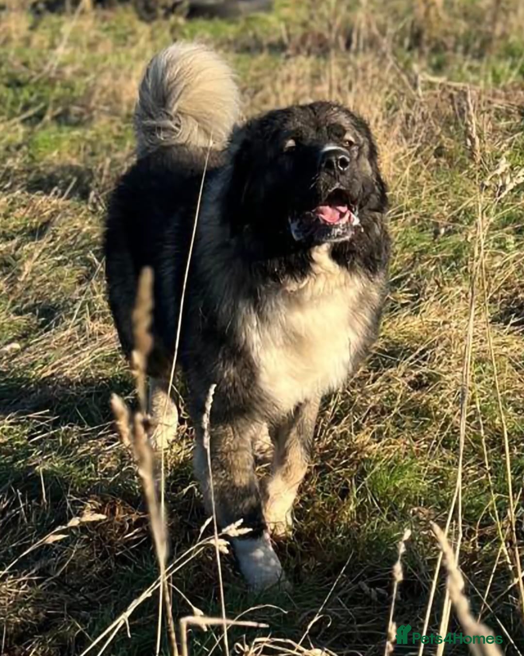 Caucasian Shepherd Dog dogs for sale: Caucasian shepard 3 yr old  - Advert 2