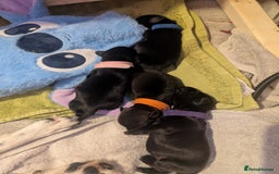 Mixed Breed dogs for sale: Doxie-Dales  - Image 6