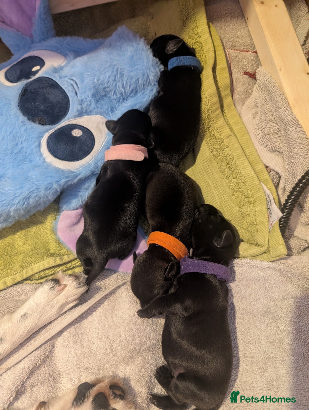 Mixed Breed dogs for sale: Doxie-Dales  - Image 6
