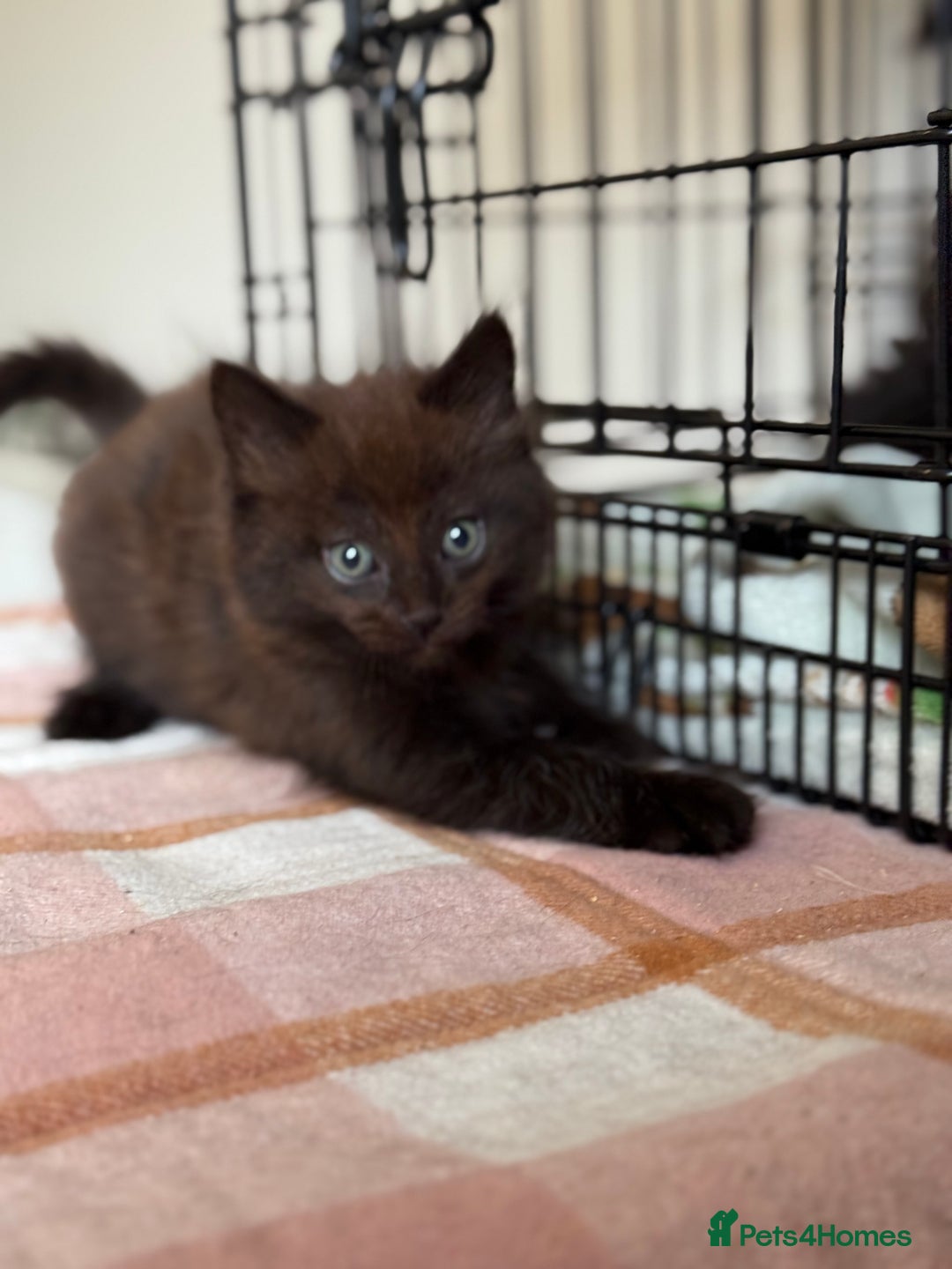 British Longhair cats for sale: Male  British long haired kittens - Image 20