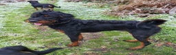 Mixed Breed dogs for sale: F1b health tested Rottiepoo puppies - Advert 2