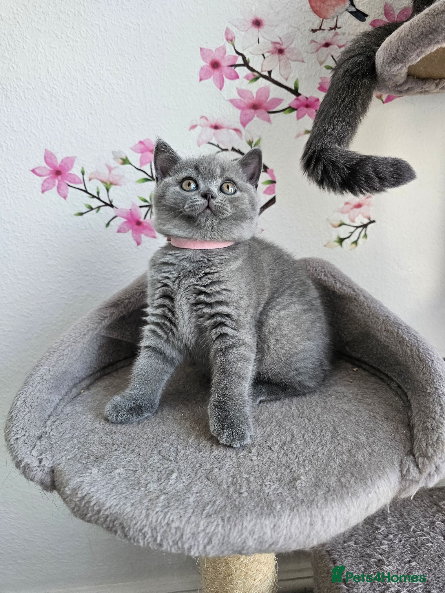 British Shorthair cats British Shorthair Kittens - Advert 1