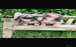 Mixed Breed dogs for sale: Dachshund x Jack pussell - Image 10