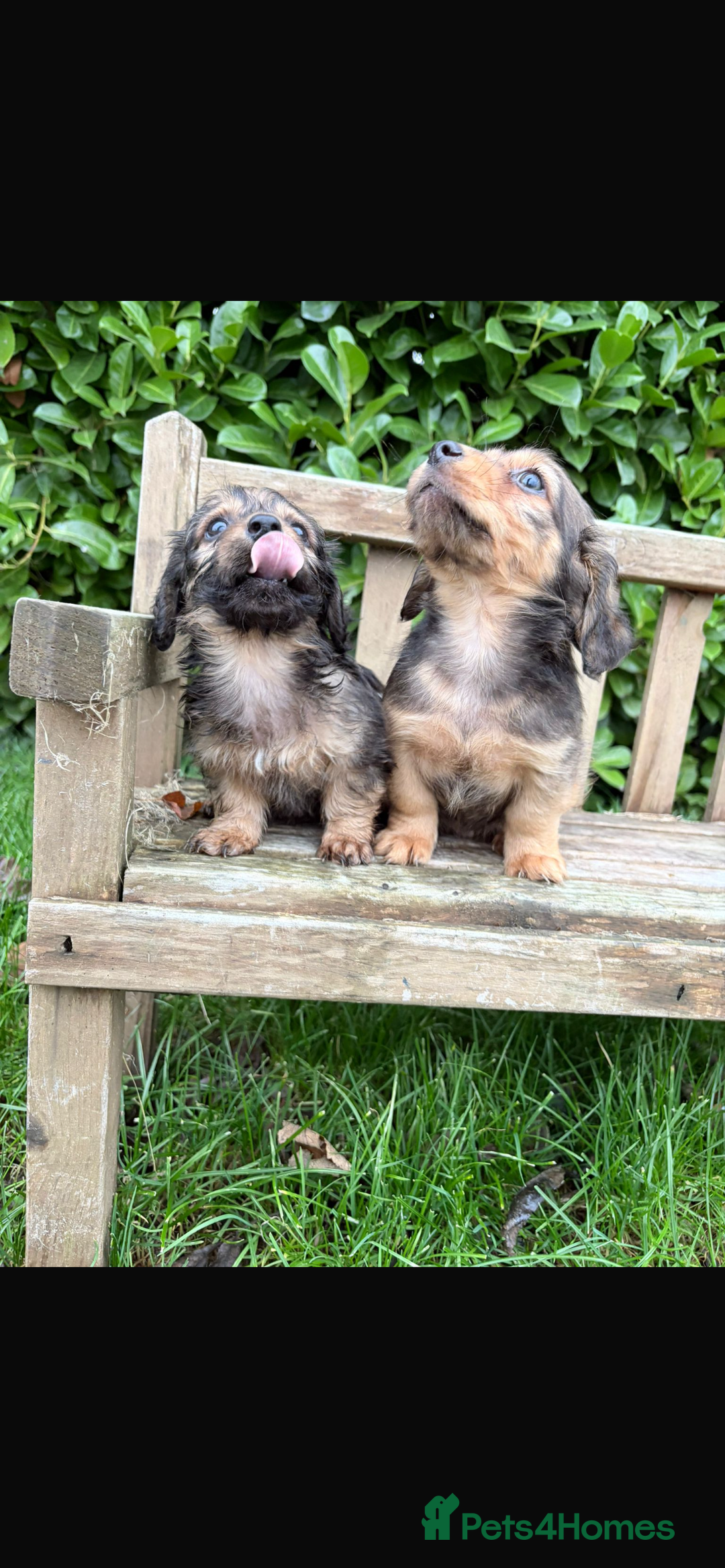 Mixed Breed dogs for sale: Dachshund x Jack pussell - Image 10