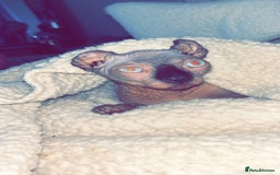 Sphynx cats for stud: Male stud wanted  - Image 6
