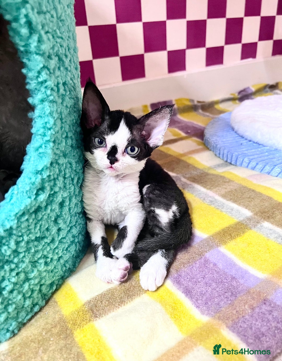 Devon Rex cats for sale: ❤️❤️❤️Beautiful Devon Rex kittens! ❤️❤️ - Advert 1