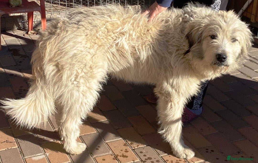 Mixed Breed dogs for adoption: Meet VICTOR - a superb big boy, for a Loving Home - Image 15