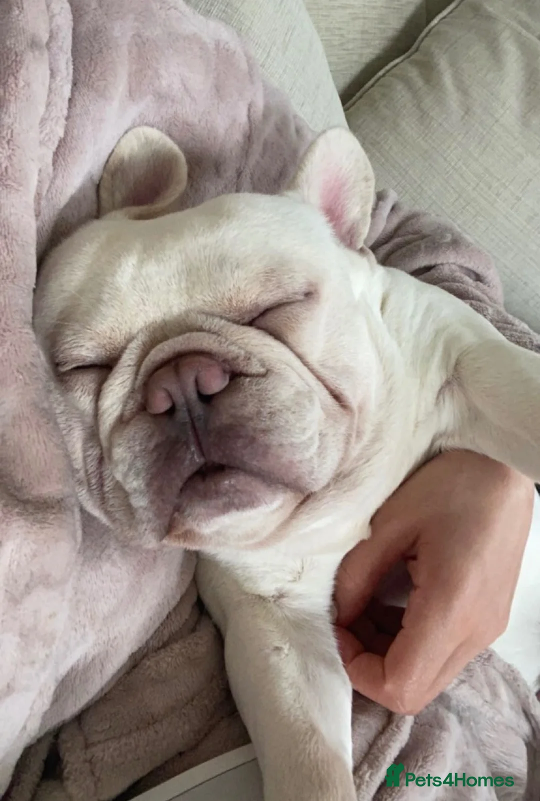 French Bulldog dogs for sale: Platinum French bulldog in Tadley - Advert 2