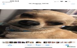 Chihuahua dogs for sale: Chihuahua puppies for sale - Image 8