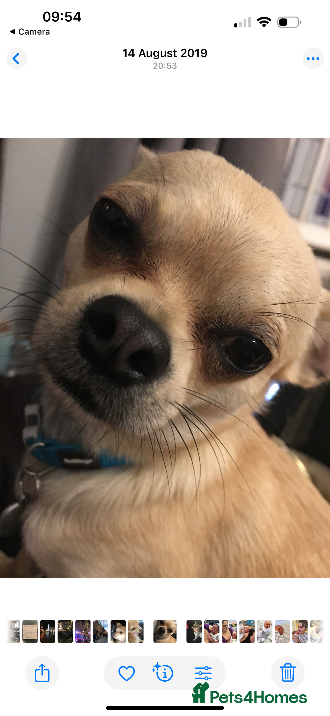 Chihuahua dogs for sale: Chihuahua puppies for sale - Image 8
