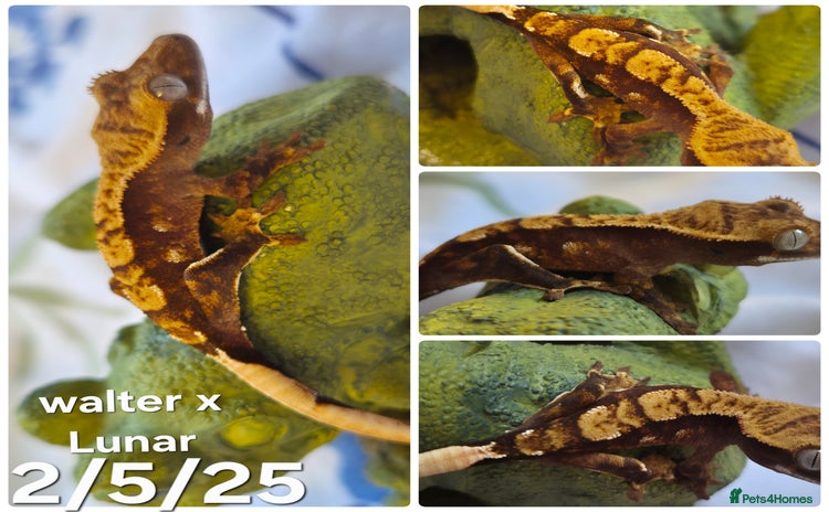 Gecko reptiles - Advert 1