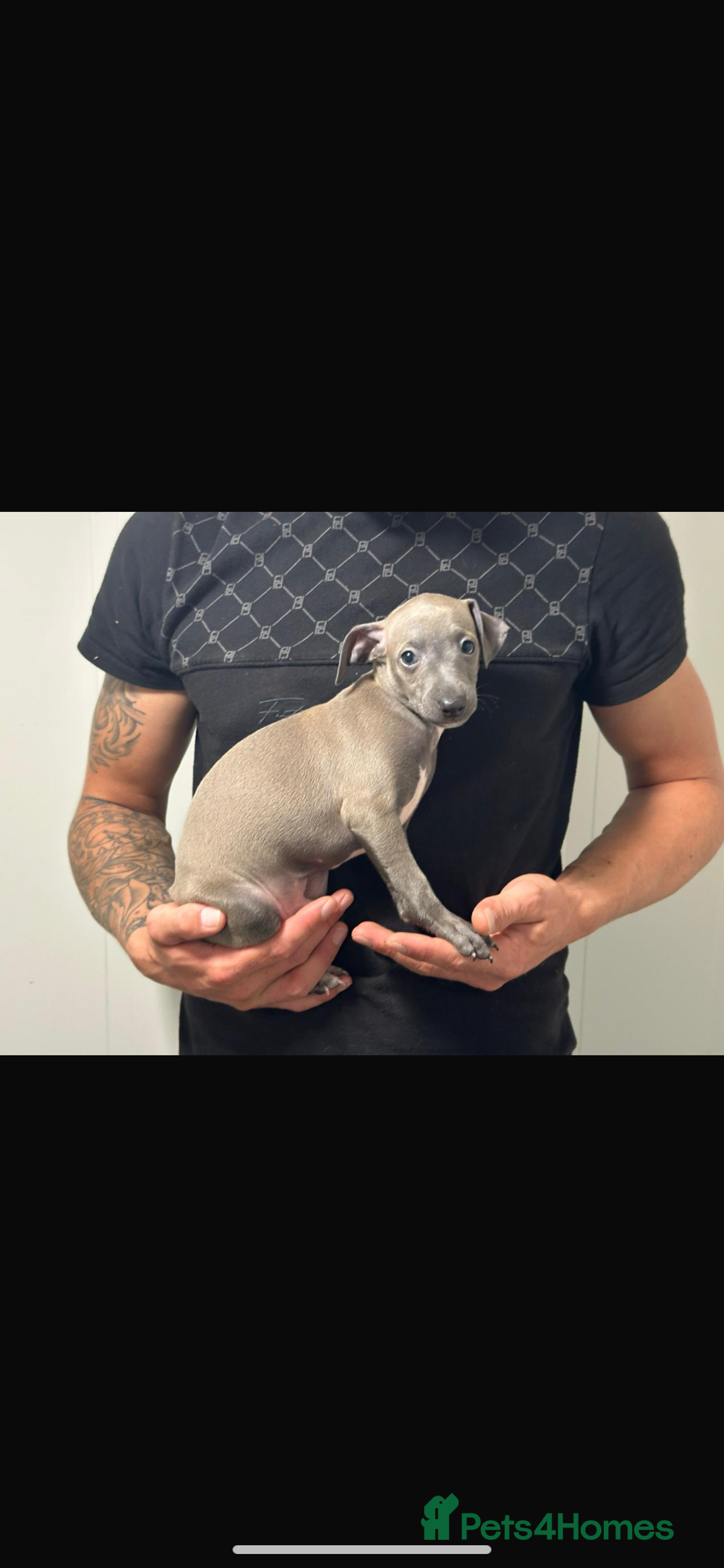 Italian Greyhound dogs for sale: Kc registered Italian greyhound puppies - Image 2