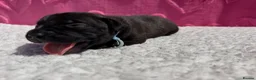 Staffordshire Bull Terrier dogs for sale: 10 Gorgeous Brindle Pups  - Advert 16