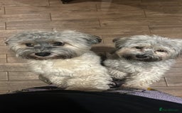 Havanese dogs for stud: Our⭐️Teddy⭐️ is available for stud. - Image 9