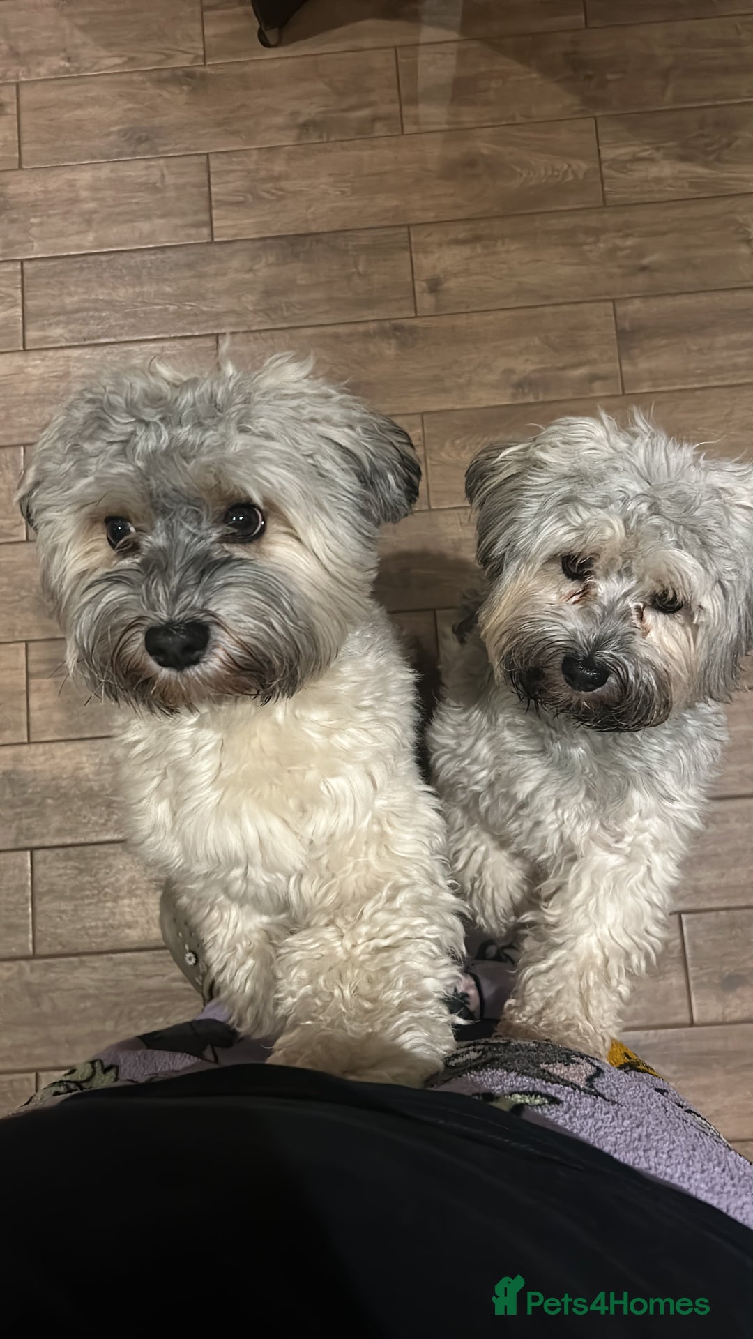 Havanese dogs for stud: Our⭐️Teddy⭐️ is available for stud. - Image 9