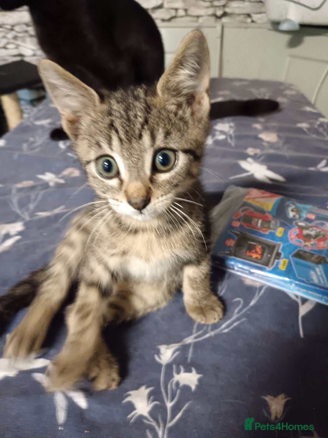 Mixed Breed cats for sale: Beautiful little tabby kitten male - Image 4