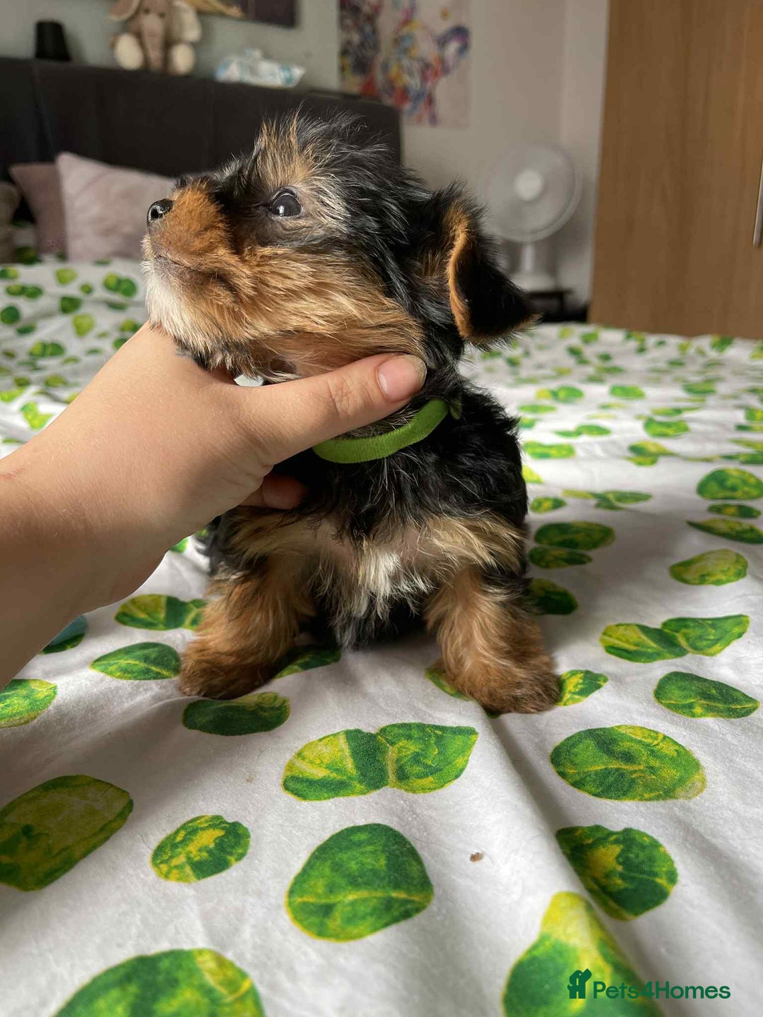 Yorkshire Terrier dogs for sale: 6 lovely Yorkshire puppies  - Image 9