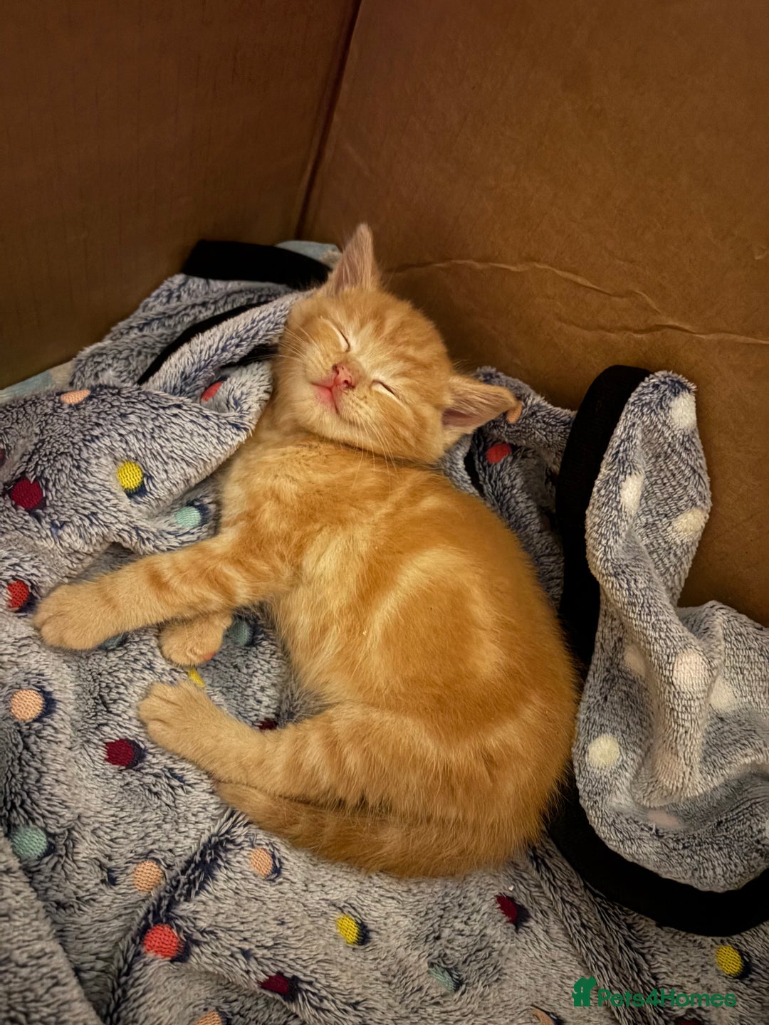 British Longhair cats for sale: Ginger tortoishell and calico male & female kitten - Image 3