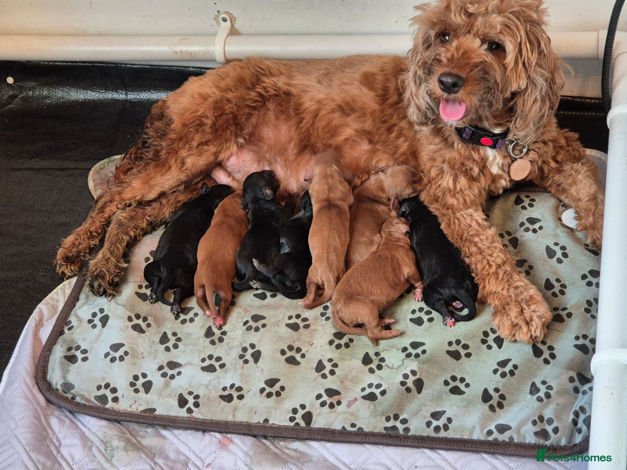 Cockapoo dogs F2 cockerpoos 2 week old  - Advert 15