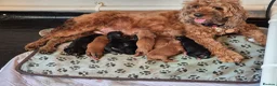 Cockapoo dogs for sale: F2 cockerpoos 2 week old  - Advert 1