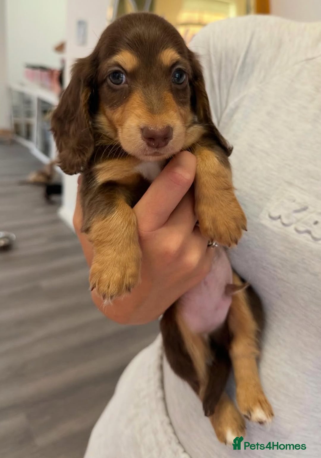 Miniature Dachshund dogs for sale: Miniature Long Haired Dachshund **Last Boy** in Saint Helens - Image 2