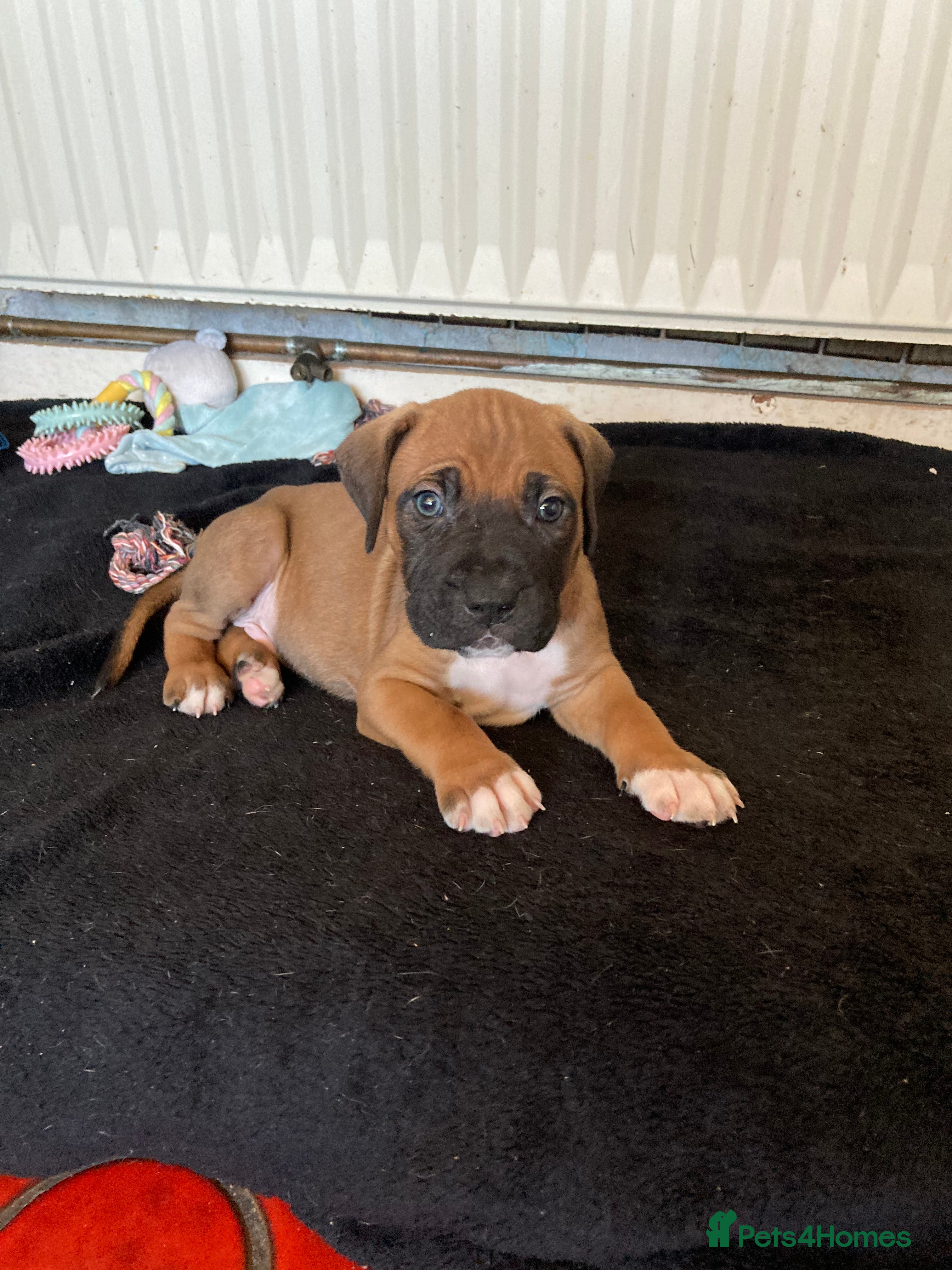 Mixed Breed dogs Mastiff x Staffy Puppies  - Advert 3