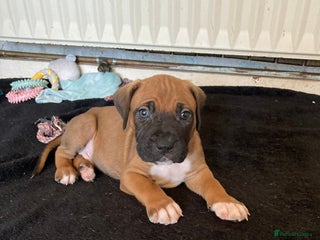 Mixed Breed dogs Mastiff x Staffy Puppies - Advert 3
