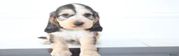 Cocker Spaniel dogs for sale: Beautiful KC Registered Show-Type Puppies - Advert 11