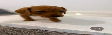 Dachshund Puppy 3