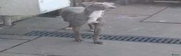 Italian Greyhound dogs for sale: Meet your future shadows   - Advert 12