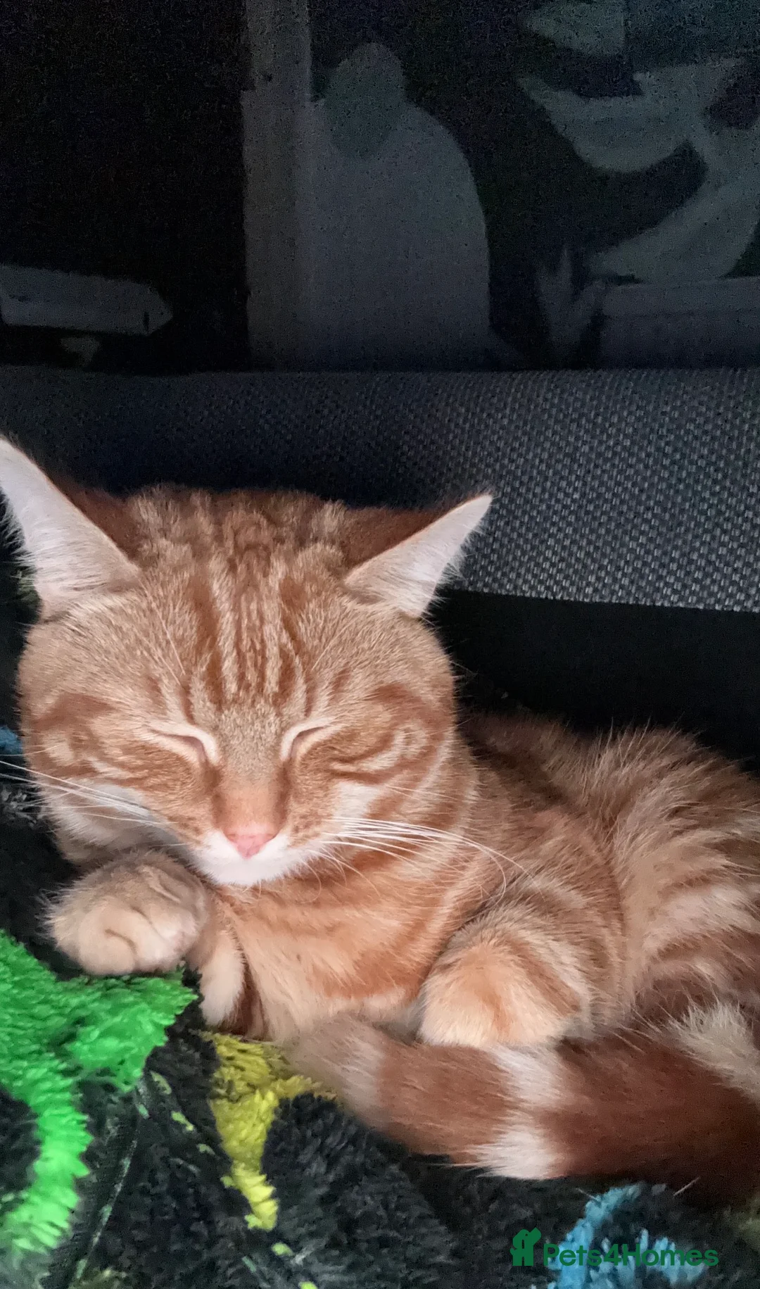 Domestic Shorthair cats for sale: Binxy and Chunky’s Adoption - Advert 2