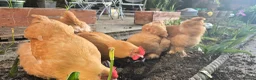 Chickens poultry for sale: Buff orpington chickens for sale - Advert 3