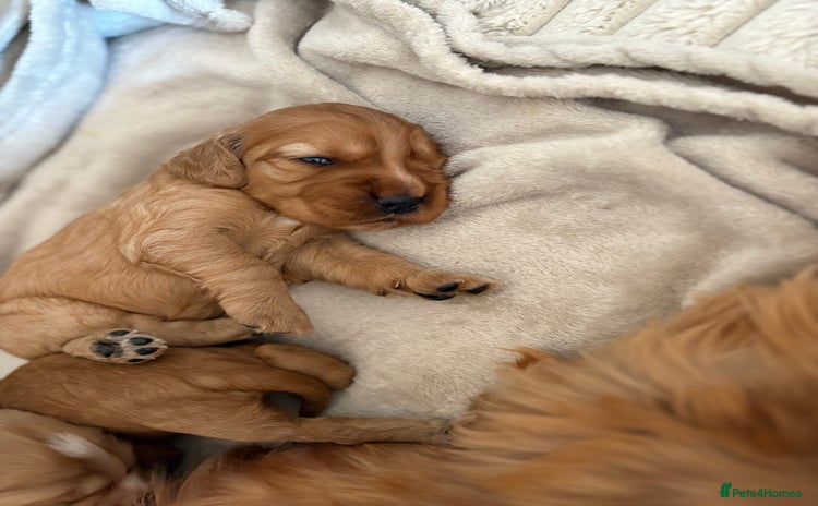 Cocker Spaniel dogs - Advert 5