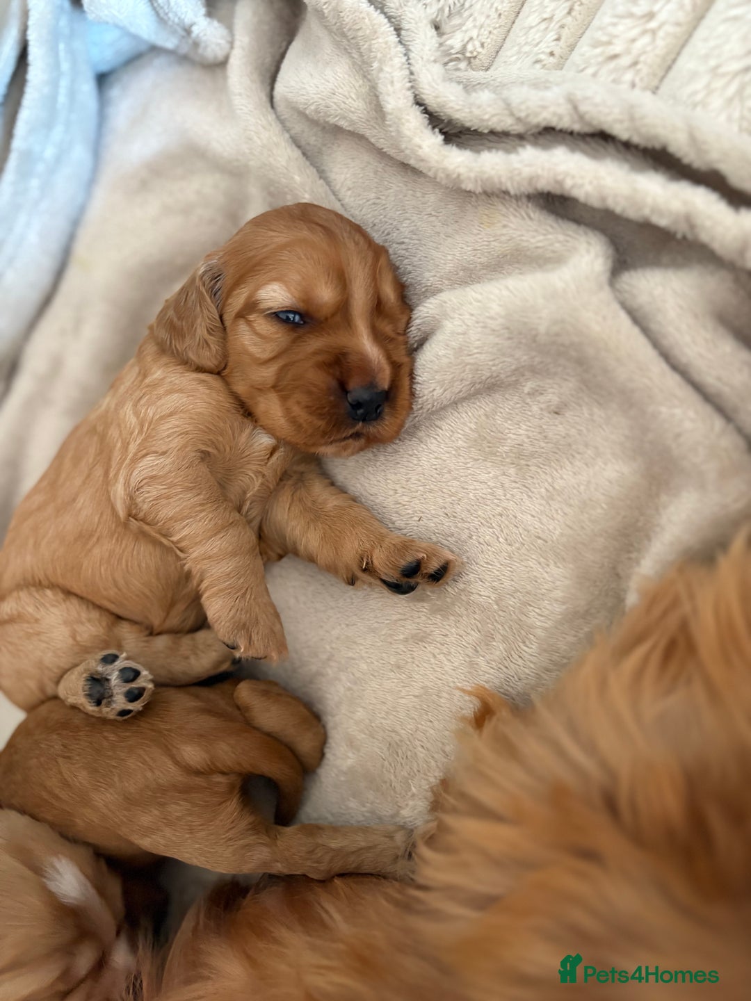 Cocker Spaniel dogs for sale: 3 beautiful cocker spaniel puppies  - Image 1