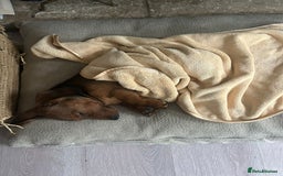 Miniature Dachshund dogs for sale: 1X Male Miniature Dachshund left  - READY TO GO - Image 24