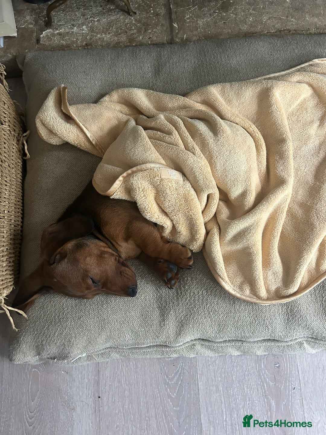 Miniature Dachshund dogs for sale: 1X Male Miniature Dachshund left  - READY TO GO - Image 24