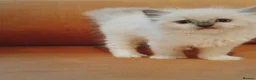 Ragdoll cats for sale: 🤍Exquisite 87.5% Ragdoll Kittens. Rare colours - Advert 21