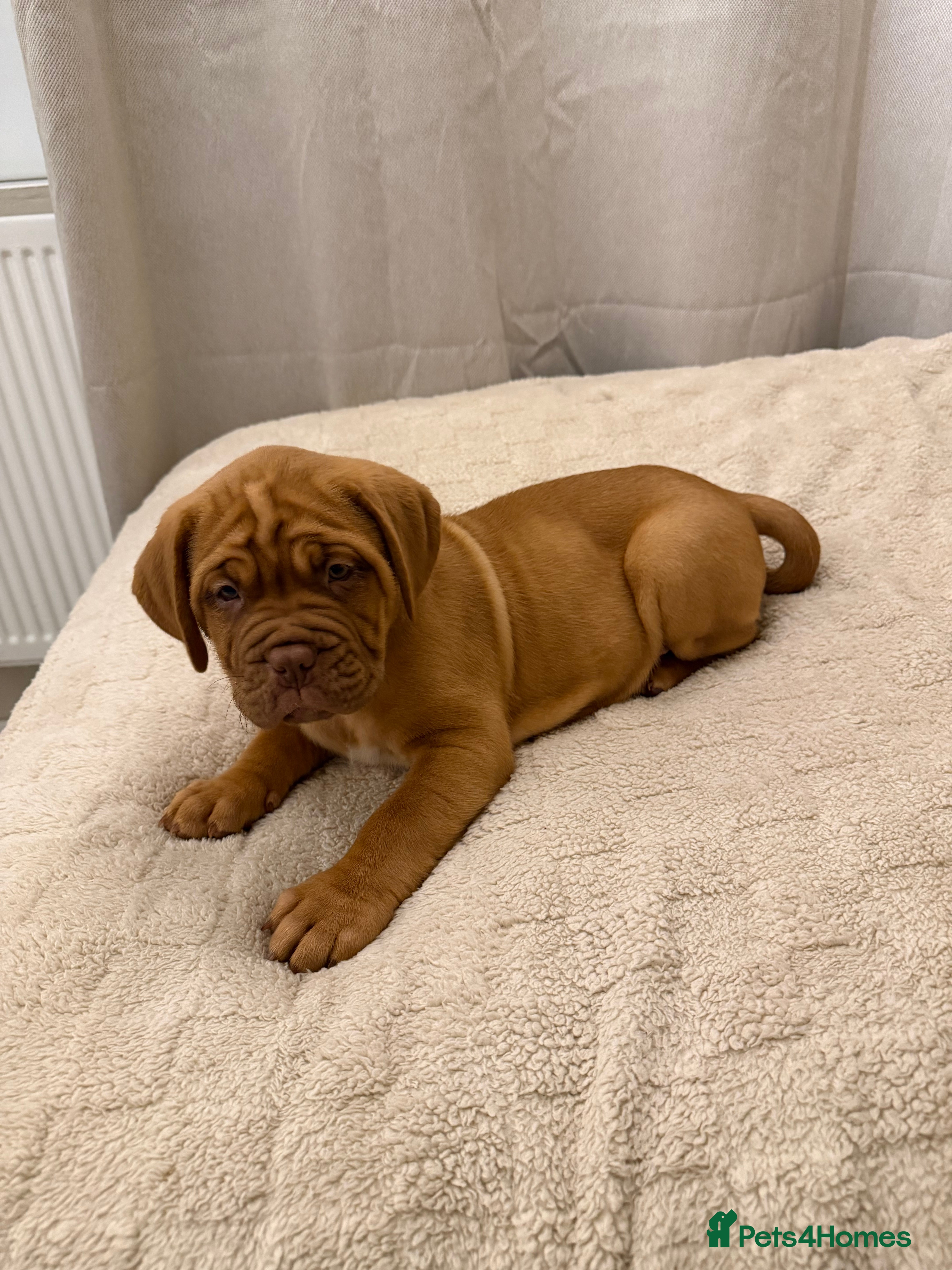 Dogue De Bordeaux dogs Beautiful Dogue De Bordeaux Puppies.  READY NOW - Advert 4