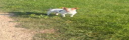 Jack Russell dogs for stud: Stud jack Russell mini,pics and proof of litter - Advert 4