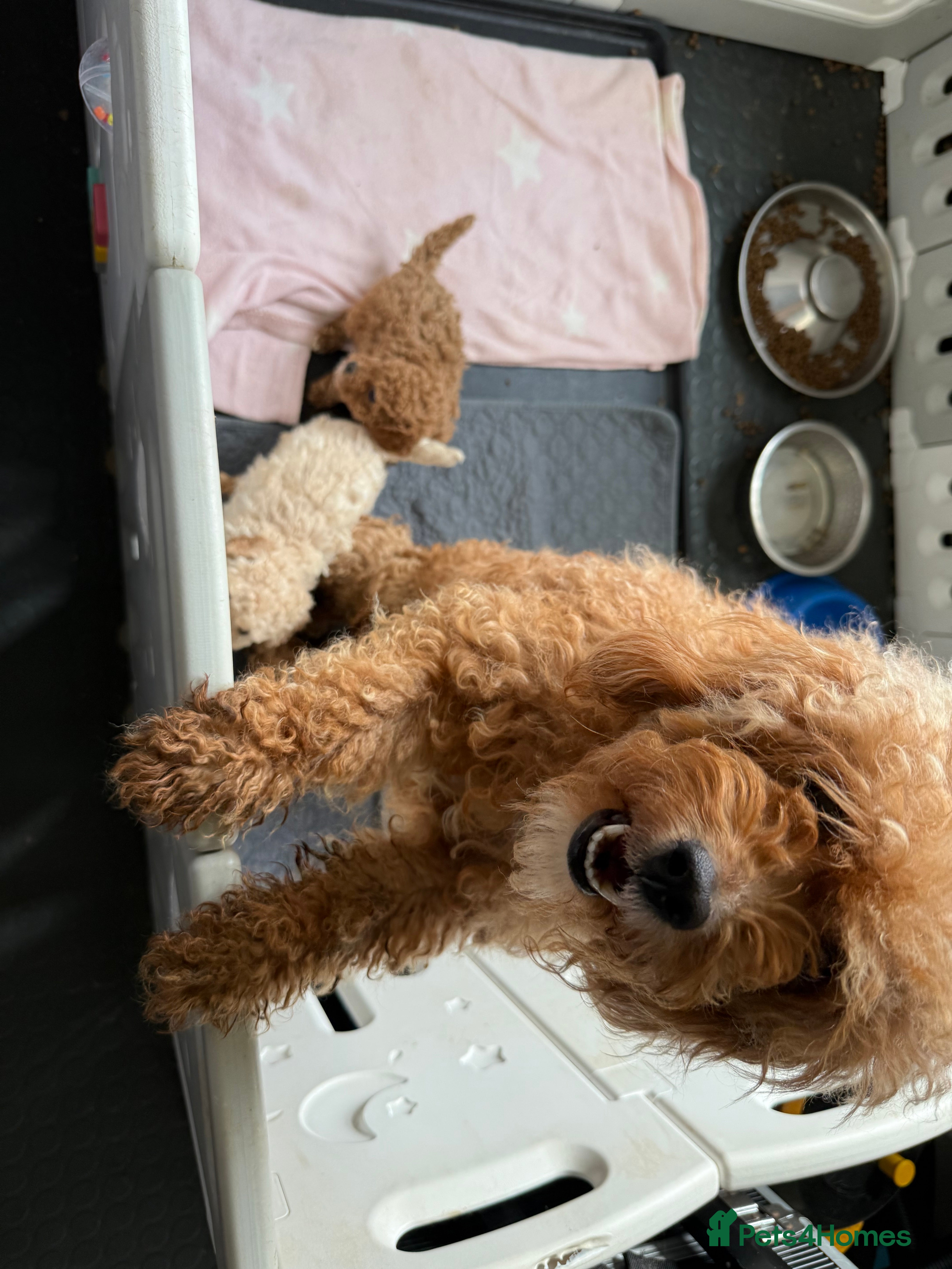 Cavapoo dogs Beautiful curly Cavapoo pups 5 🌟 licensed breeder - Advert 1