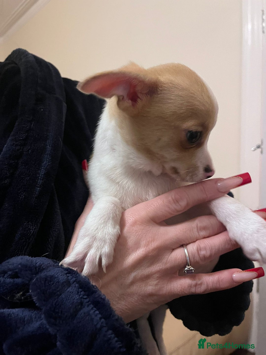 Chihuahua dogs for sale: Two male chihuahuas  - Advert 11