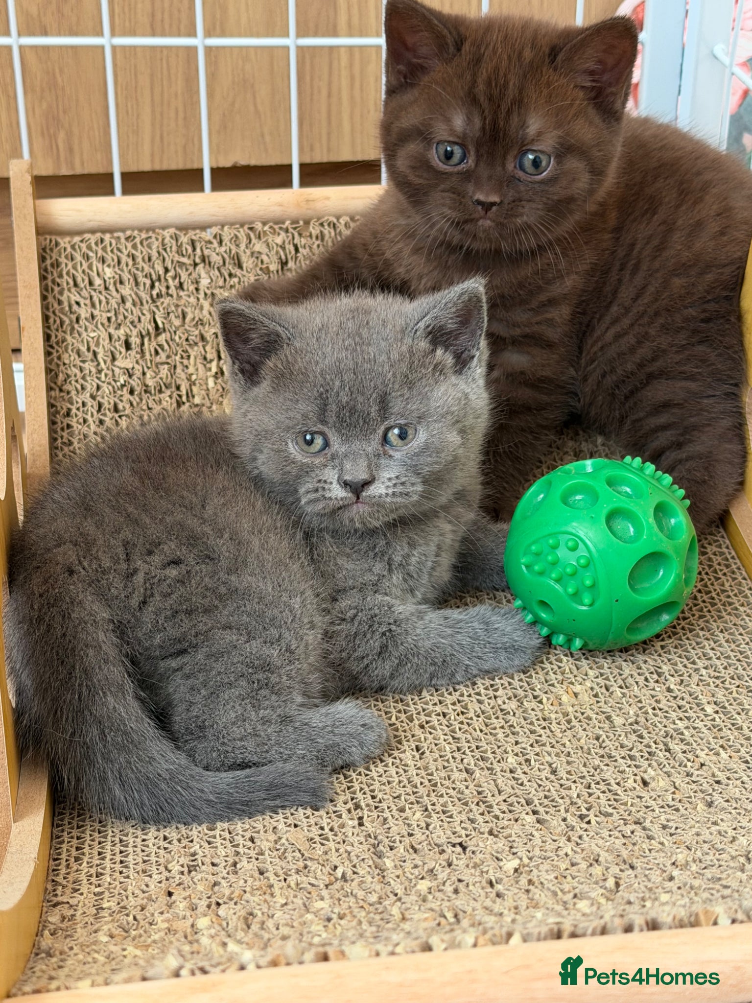 British Shorthair cats Beautiful British Shorthair - Advert 16