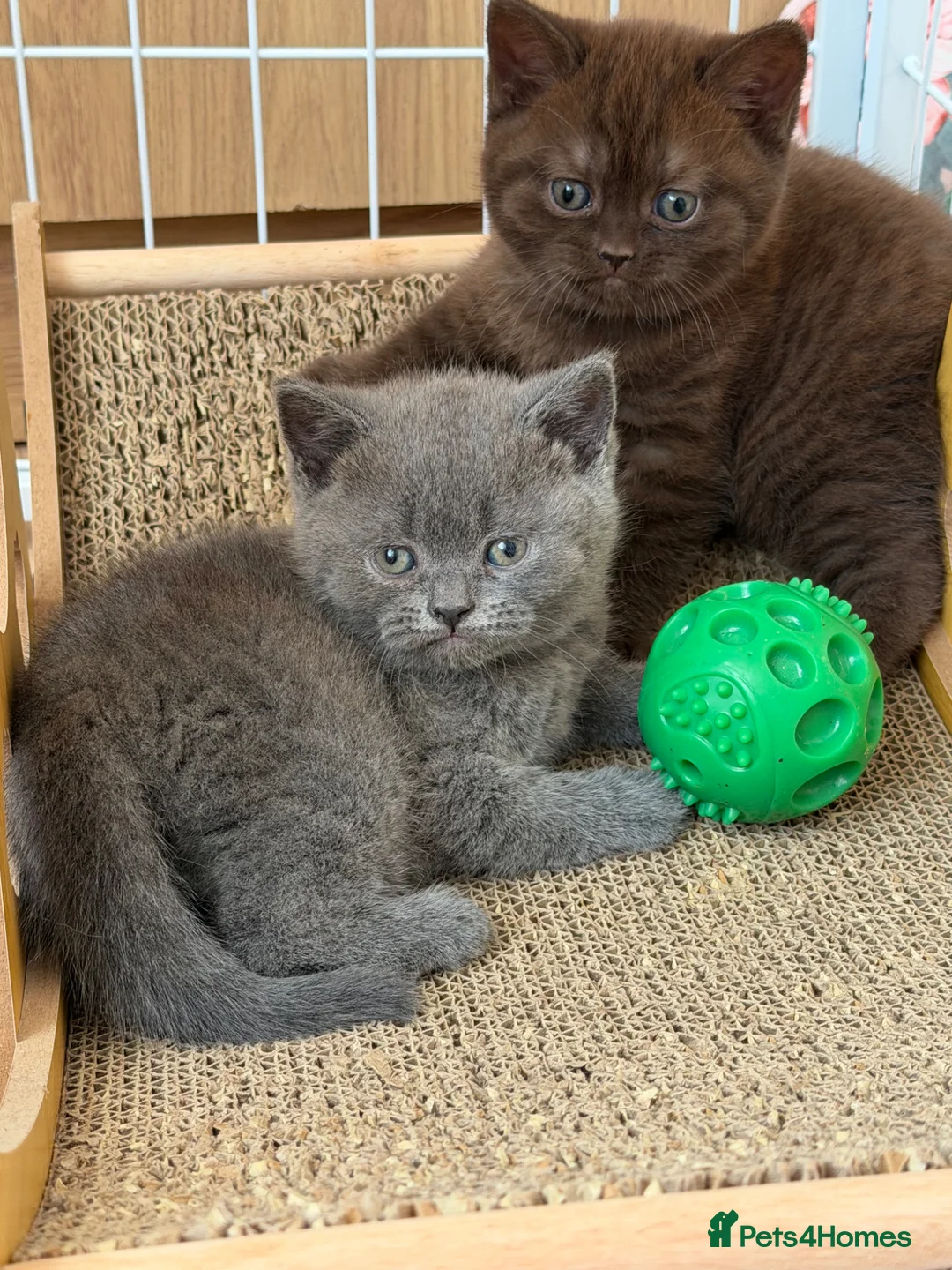 British Shorthair cats for sale: Beautiful British Shorthair - Advert 2
