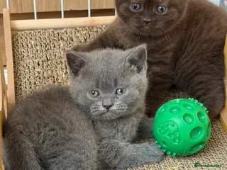 British Shorthair cats Beautiful British Shorthair - Advert 13