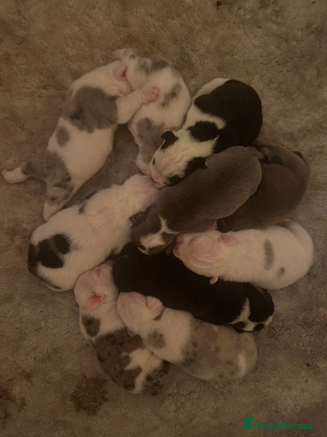 English Bulldog dogs for sale: 🌟 health tested parents 🌟 - Image 12