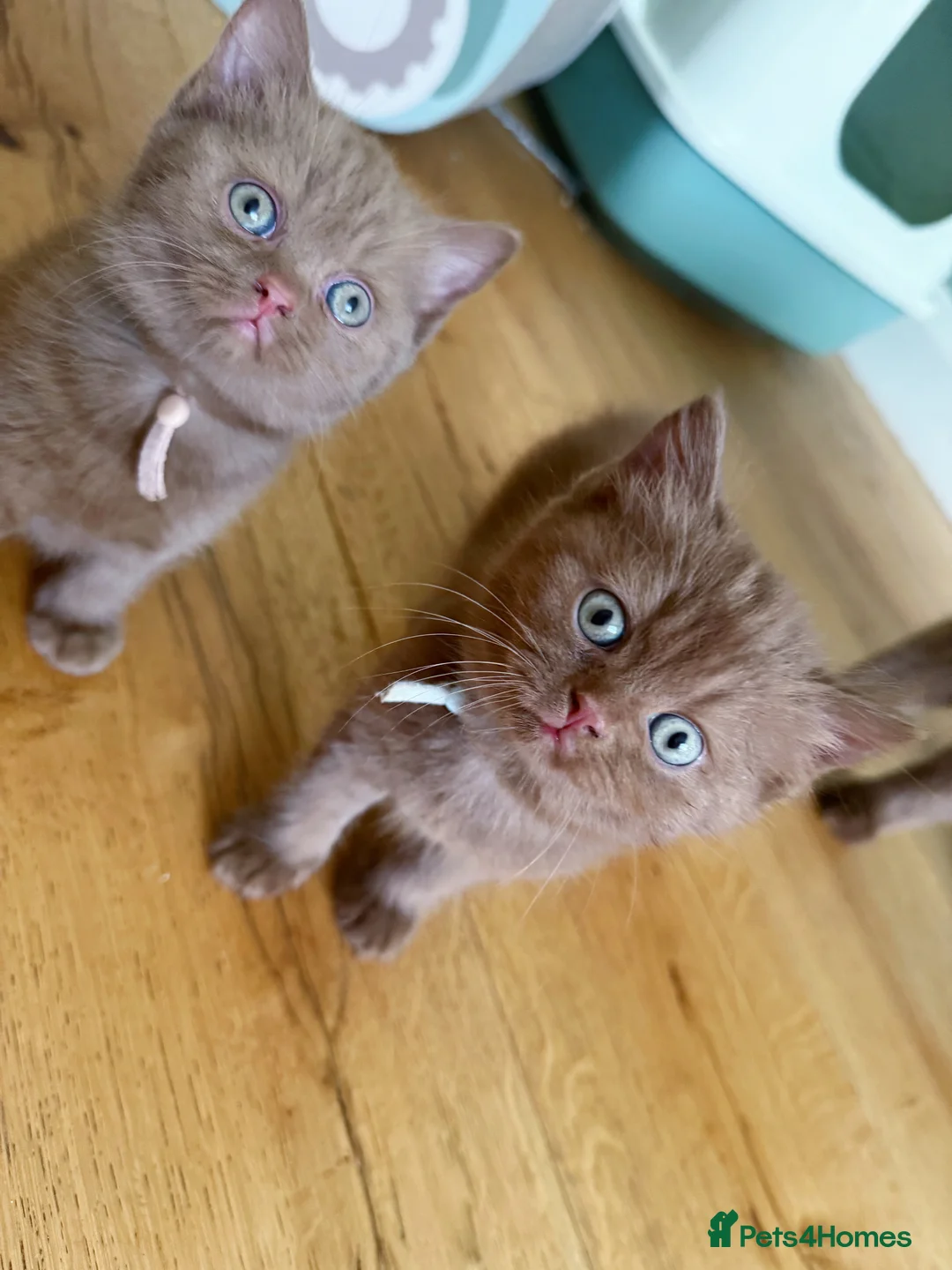 British Shorthair cats for sale: 🐾 Beautiful Cinnamon British Shorthair Kittens 🐾 - Advert 16