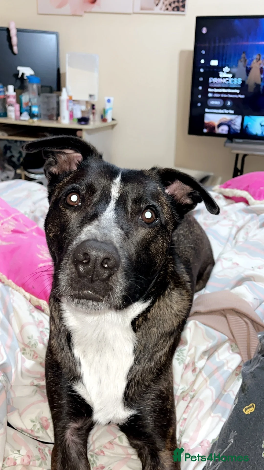 Mixed Breed dogs for sale: Beautiful 2-Year-Old Staffyxcollie in Newtownards - Advert 7